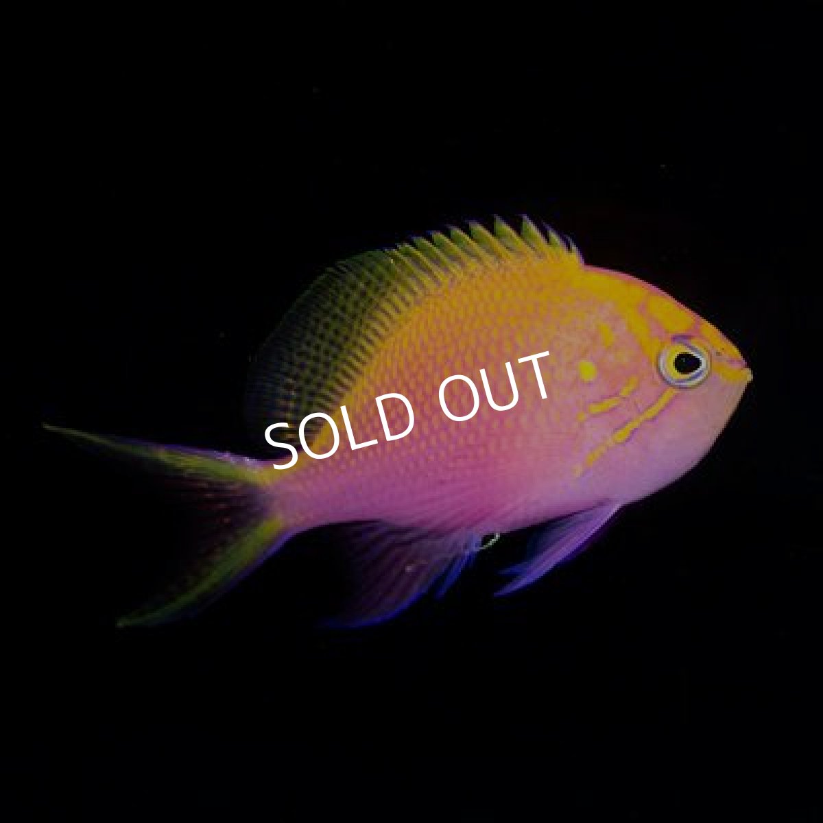 画像2: ■SALE 20%OFF■ ハナゴンベ (2)