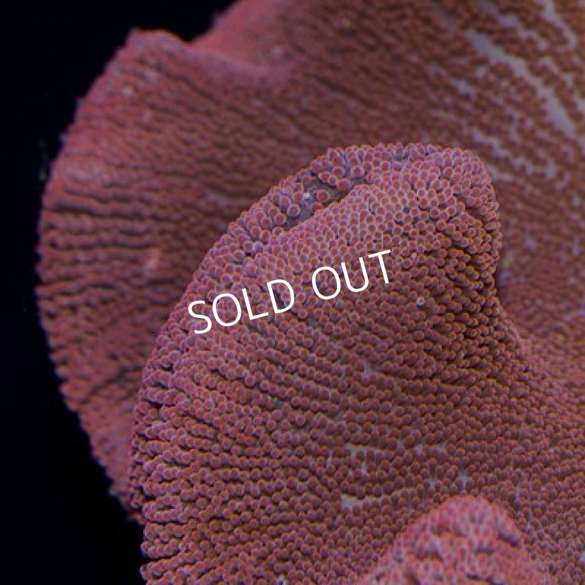 画像2: イボハタゴイソギンチャク　レッド (2)