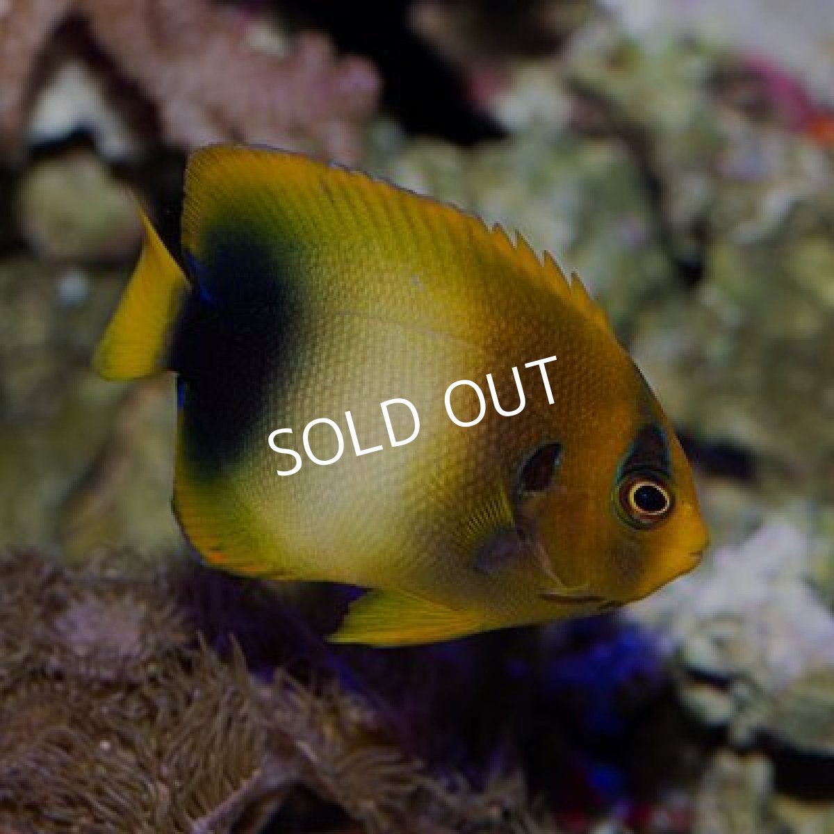 画像2: ■SALE２０%off■ウエストアフリカンエンゼル No.２ (2)