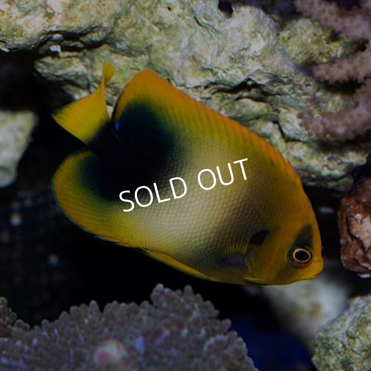 画像2: ■SALE20%off■ウエストアフリカンエンゼル No.1 (2)