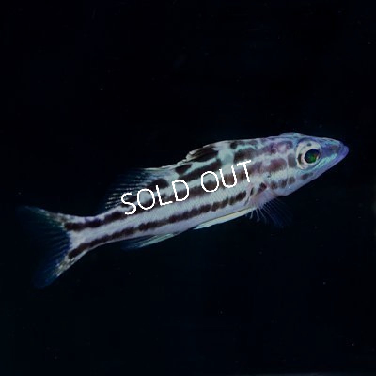 画像2: ■SALE■ウォールアイバスレット (2)