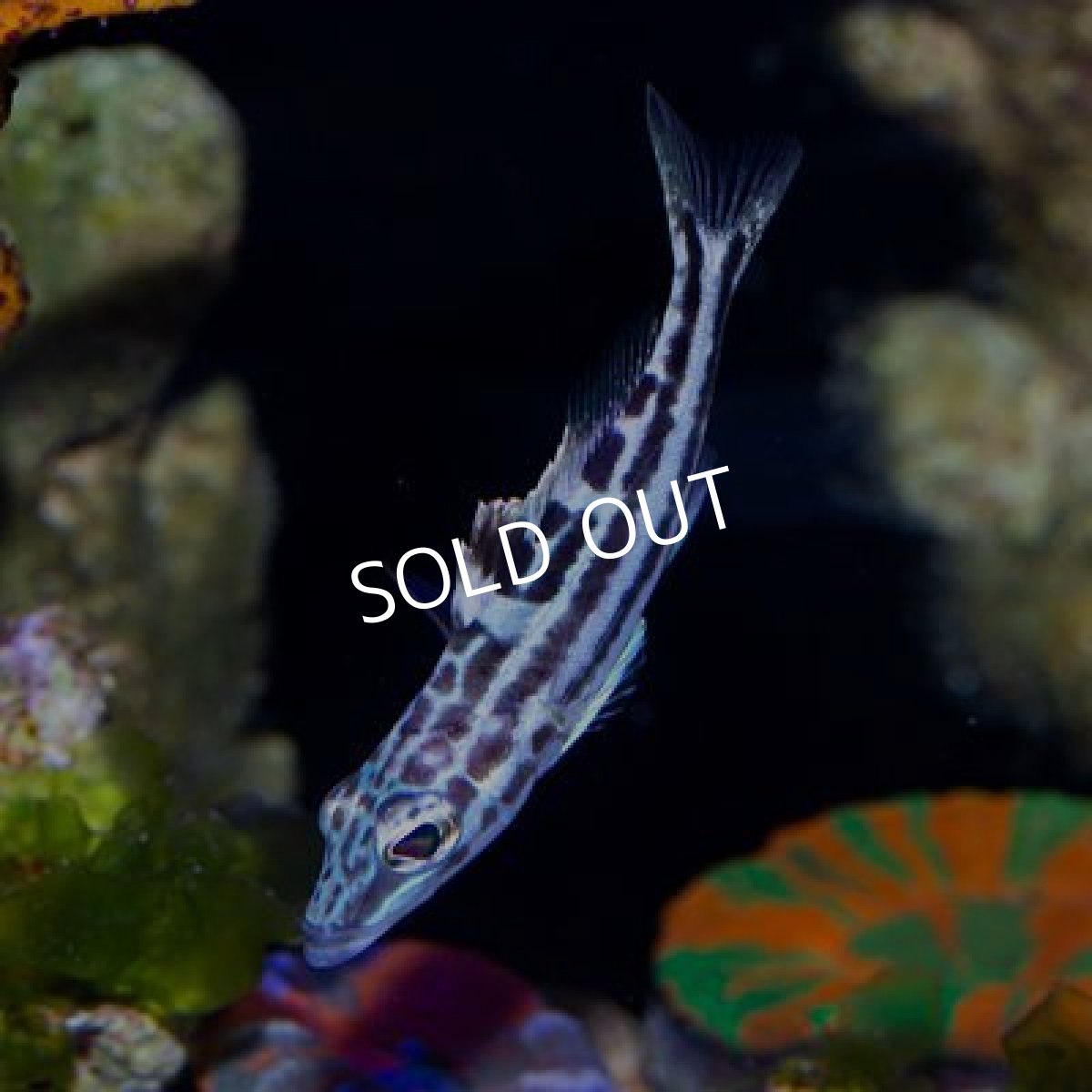 画像3: ■SALE■ウォールアイバスレット (3)