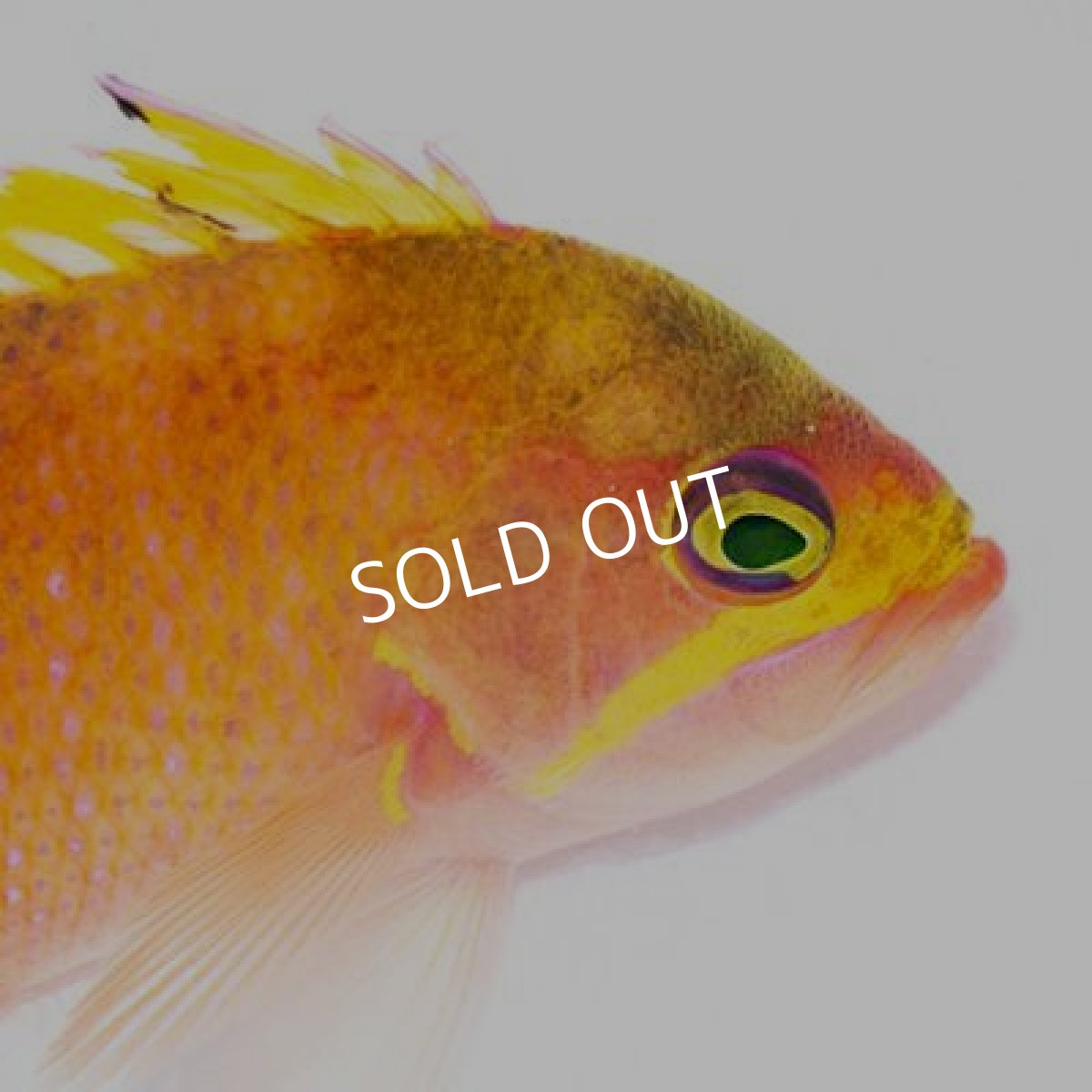 画像2: ■ＳＡＬＥ■イッテンサクラダイ (2)