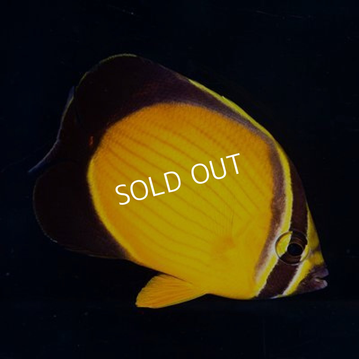 画像2: ■ＳＡＬＥ■ アラビアンバタフライフィッシュ (2)