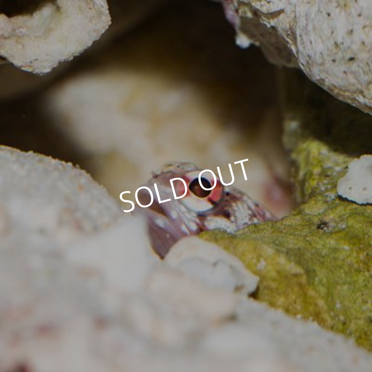 画像2: ■SALE20%OFF■カエルアマダイ 国産 (2)