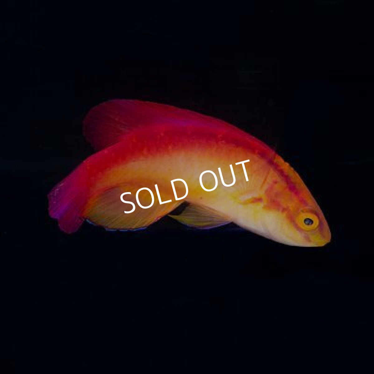 画像2: ■SALE 20%OFF■ハワイアンフレームラス ペア (2)