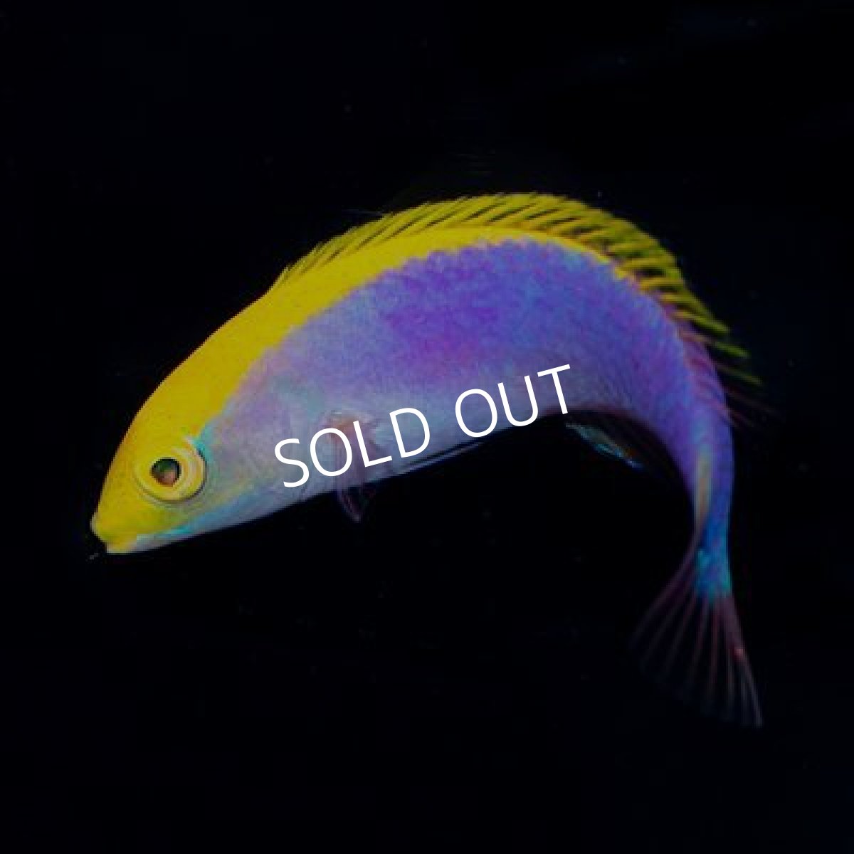 画像2: ■SALE 20%OFF■ イエローチークラス (2)