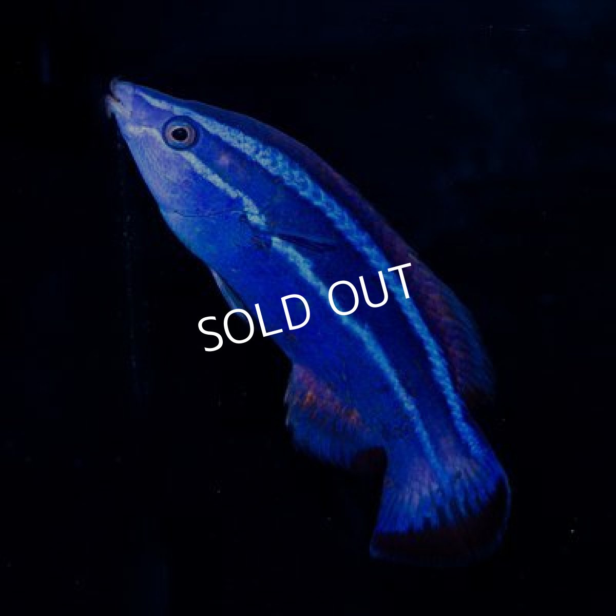 画像2: ■SALE 20%OFF■レッドシークリーナーラス (2)