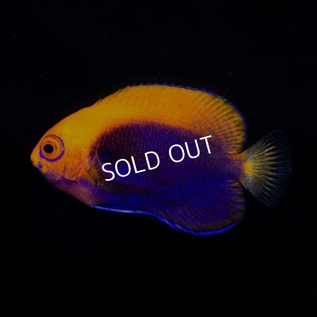 画像2: アフリカンフレームバックエンゼル (2)