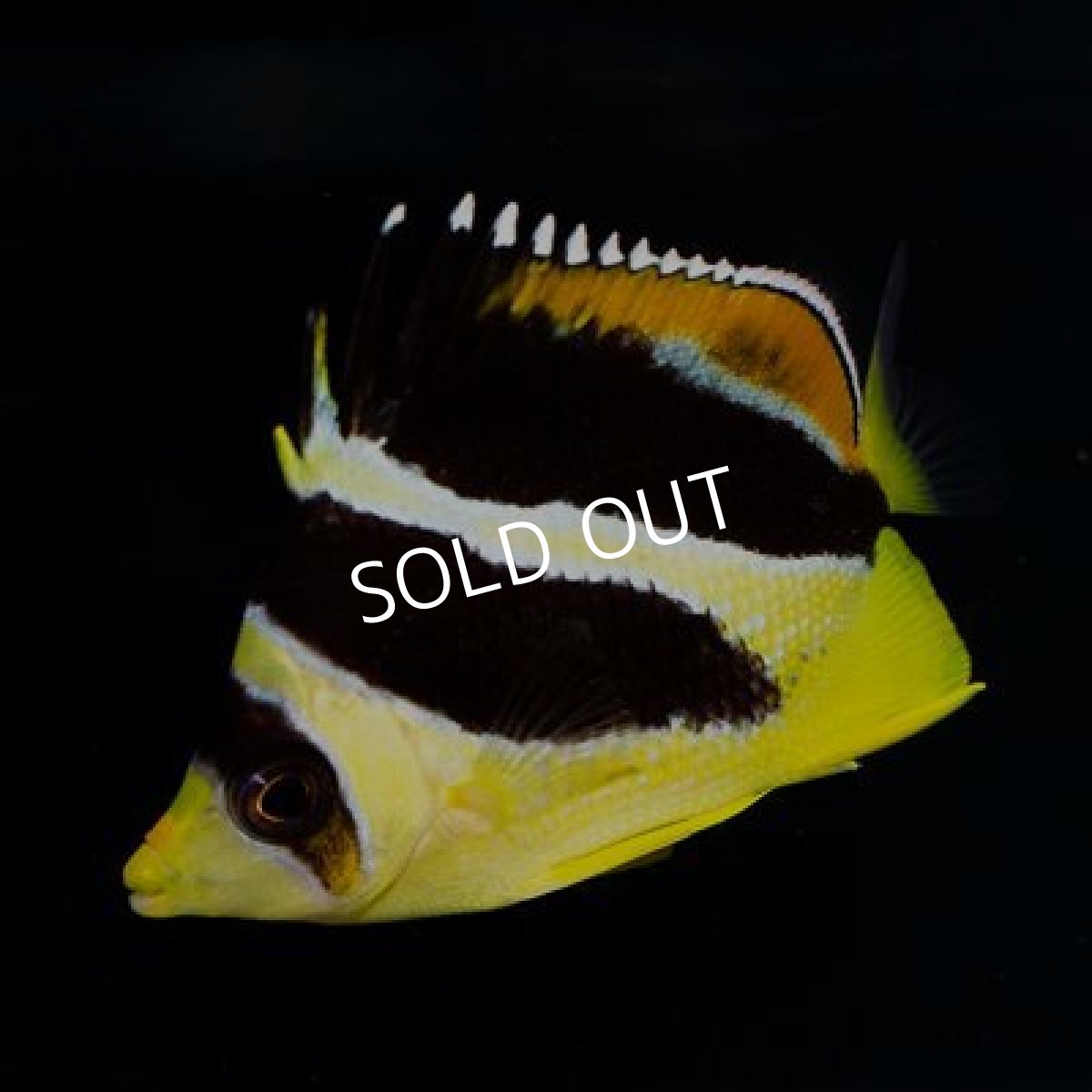 画像3: インディアンバタフライ (3)