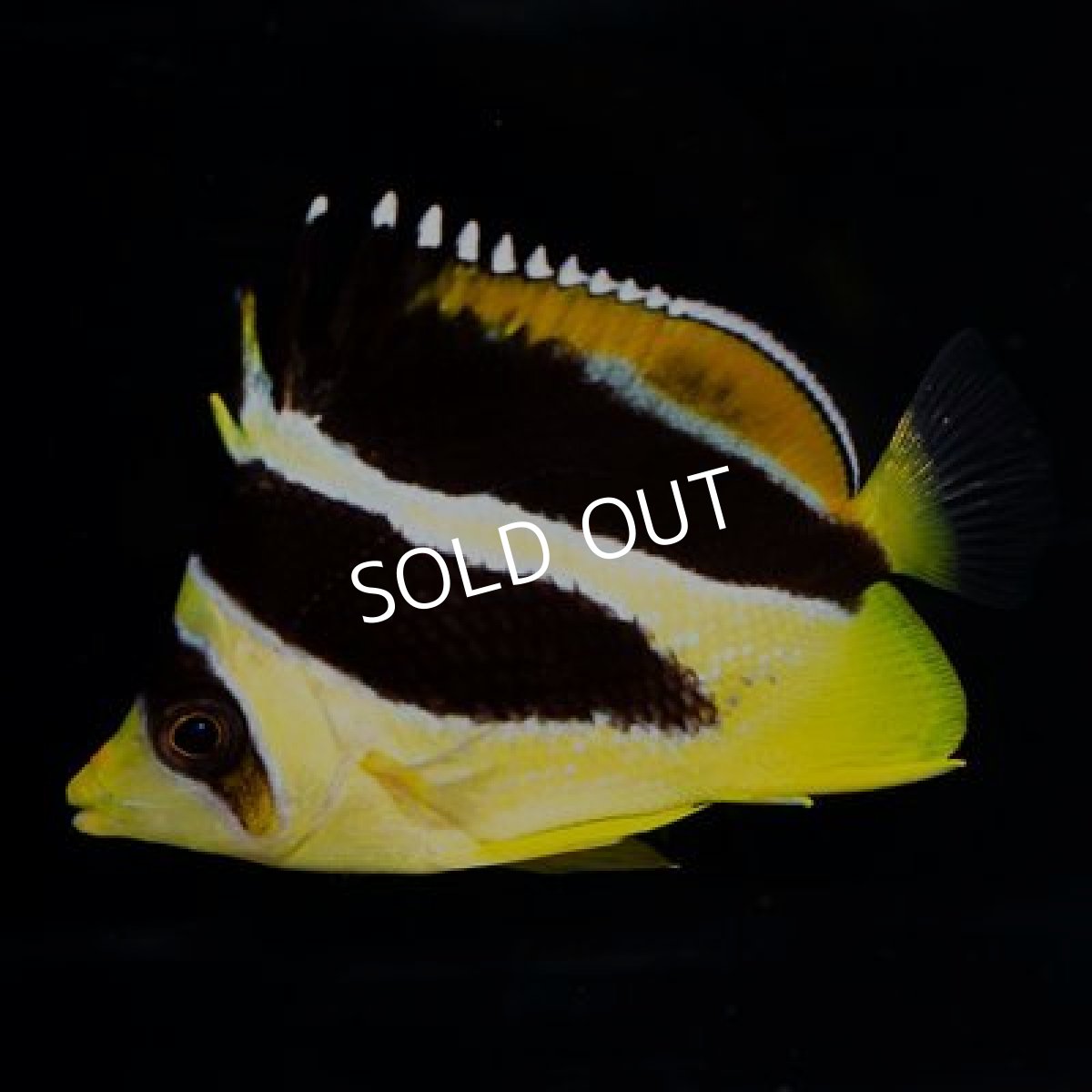 画像2: インディアンバタフライ (2)