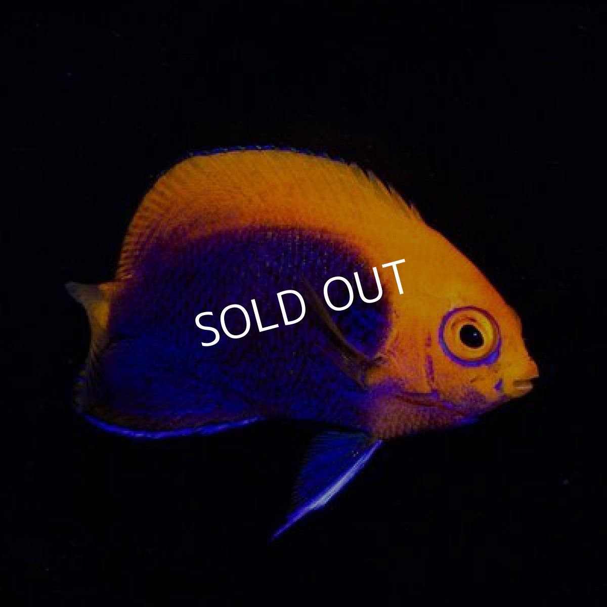 画像3: アフリカンフレームバックエンゼル (3)