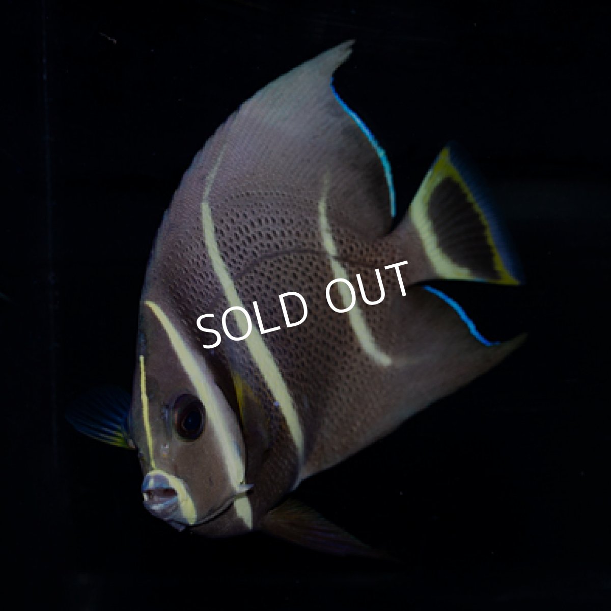 画像2: グレイエンゼル ベリーズ (2)