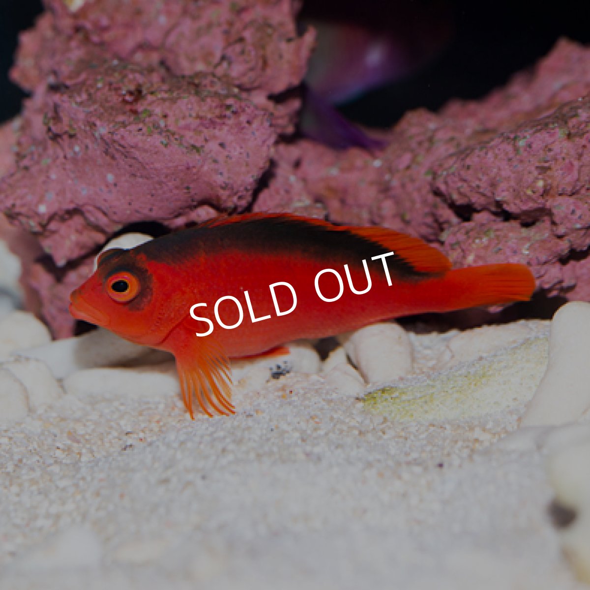 画像3: ベニゴンベ (3)