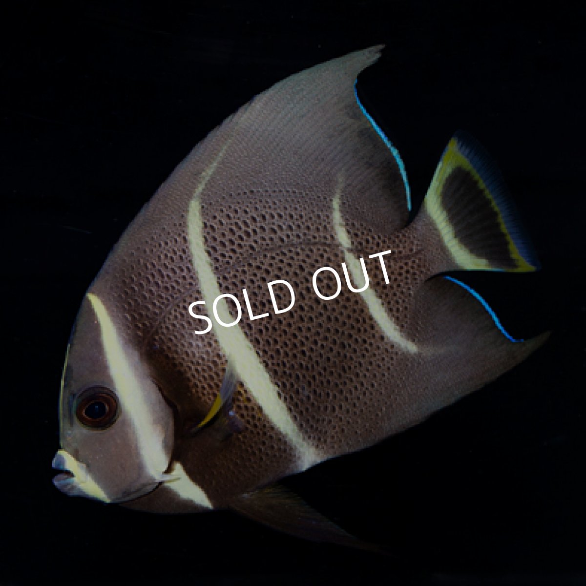 画像3: グレイエンゼル ベリーズ (3)