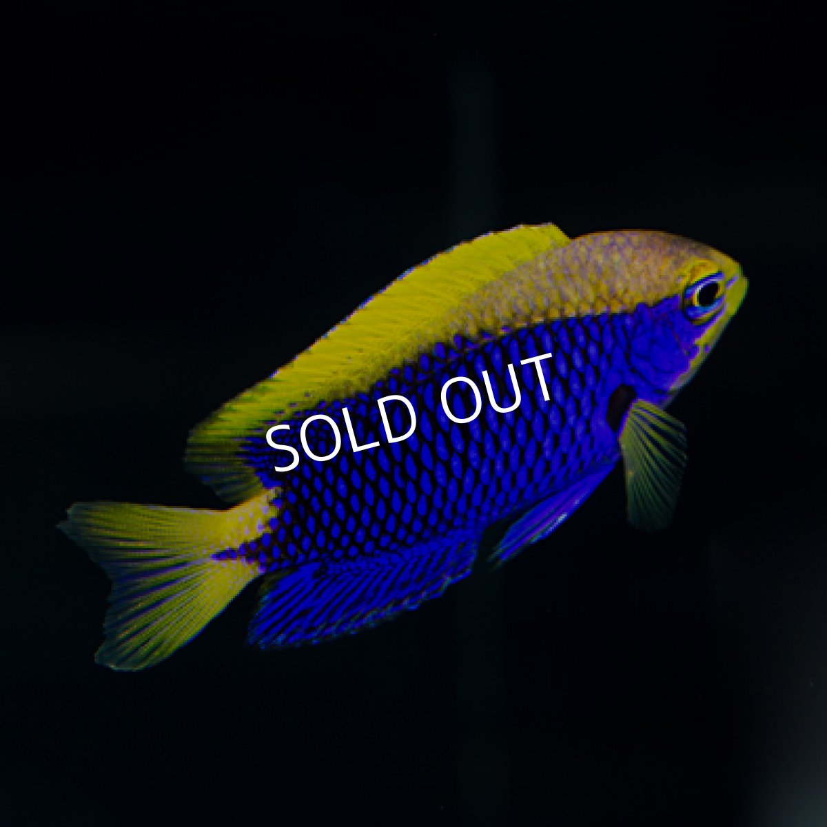 画像2: セナキルリスズメダイ (2)