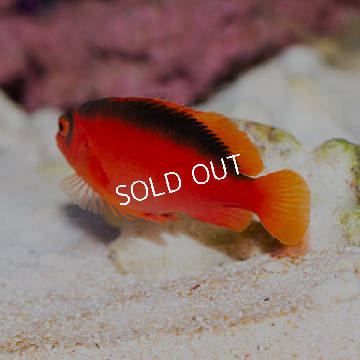 画像2: ベニゴンベ (2)