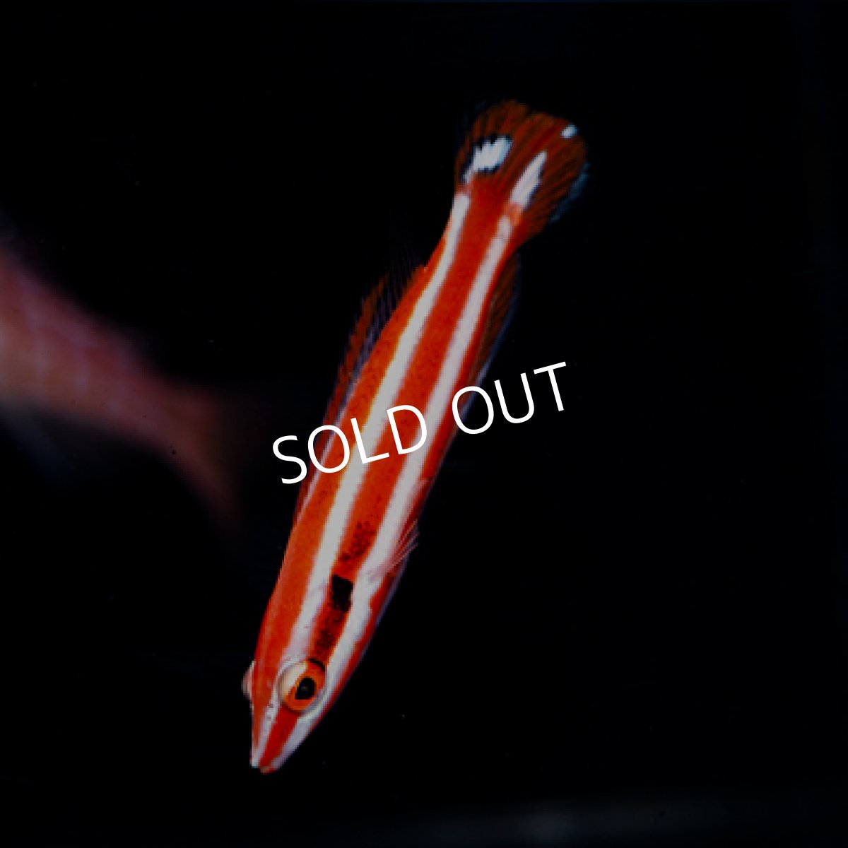 画像2: レッドストライプホグフィッシュ (2)