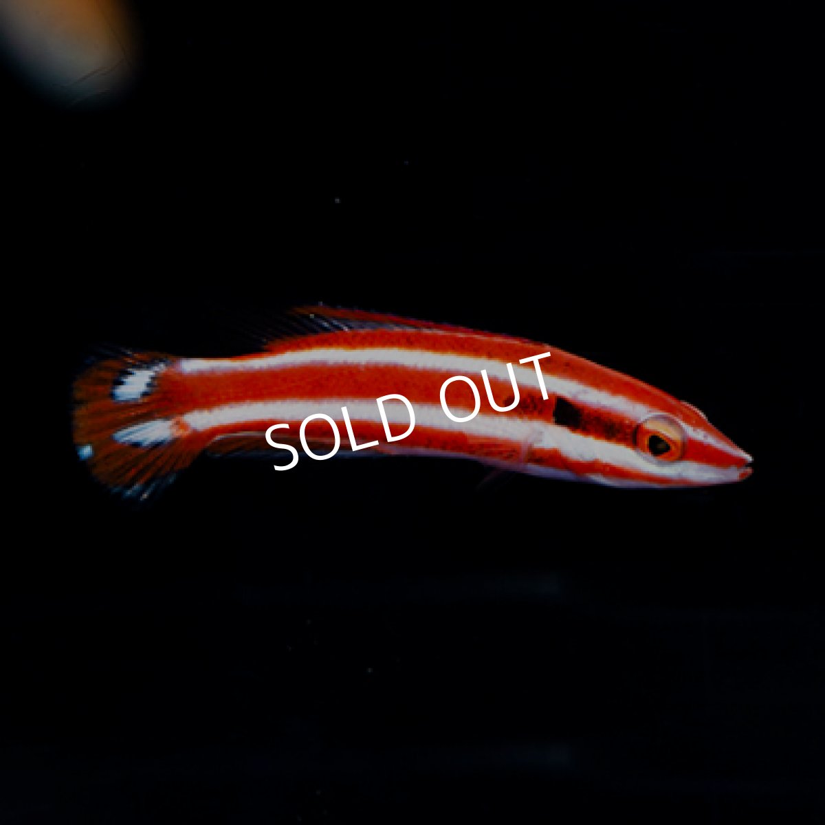 画像3: レッドストライプホグフィッシュ (3)