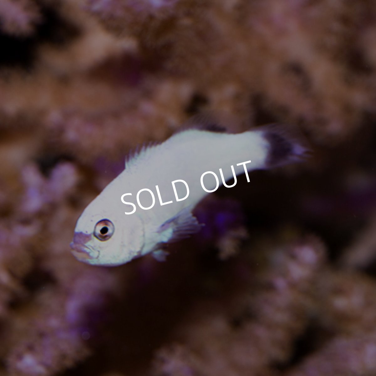 画像2: パンダ・プラチナム(Panda Platinum)ペア (2)