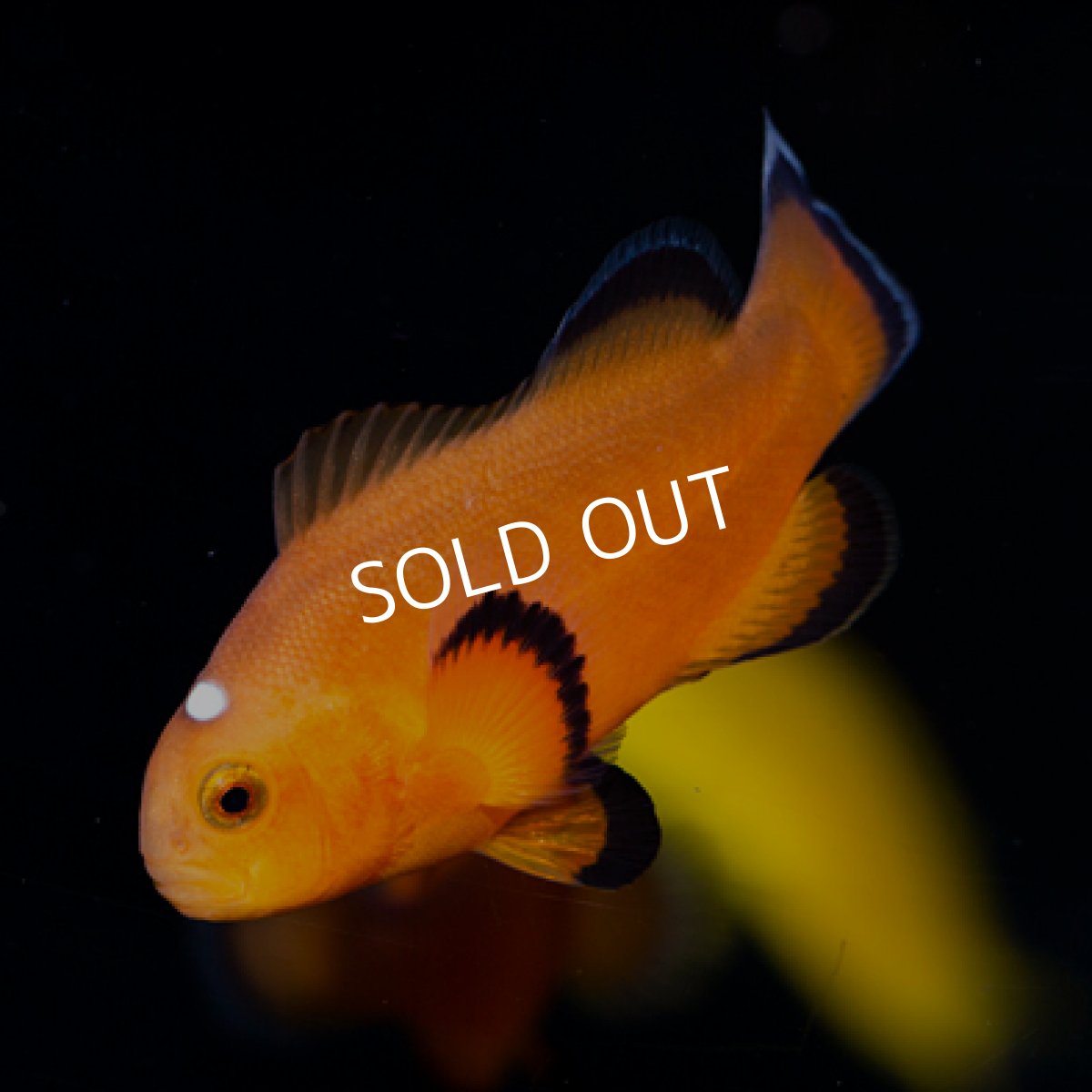 画像2: ニアリーネイキッドモカ（Nearly Naked Mocha）ペア (2)