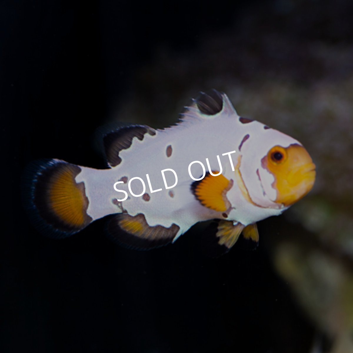 画像2: プレミアムフロストバイト(Premium Frostbite) (2)