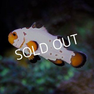 【爆買い！】 クマノミ＆スズメダイ - 海水魚専門店 ceppo onlinestore トップウォーター