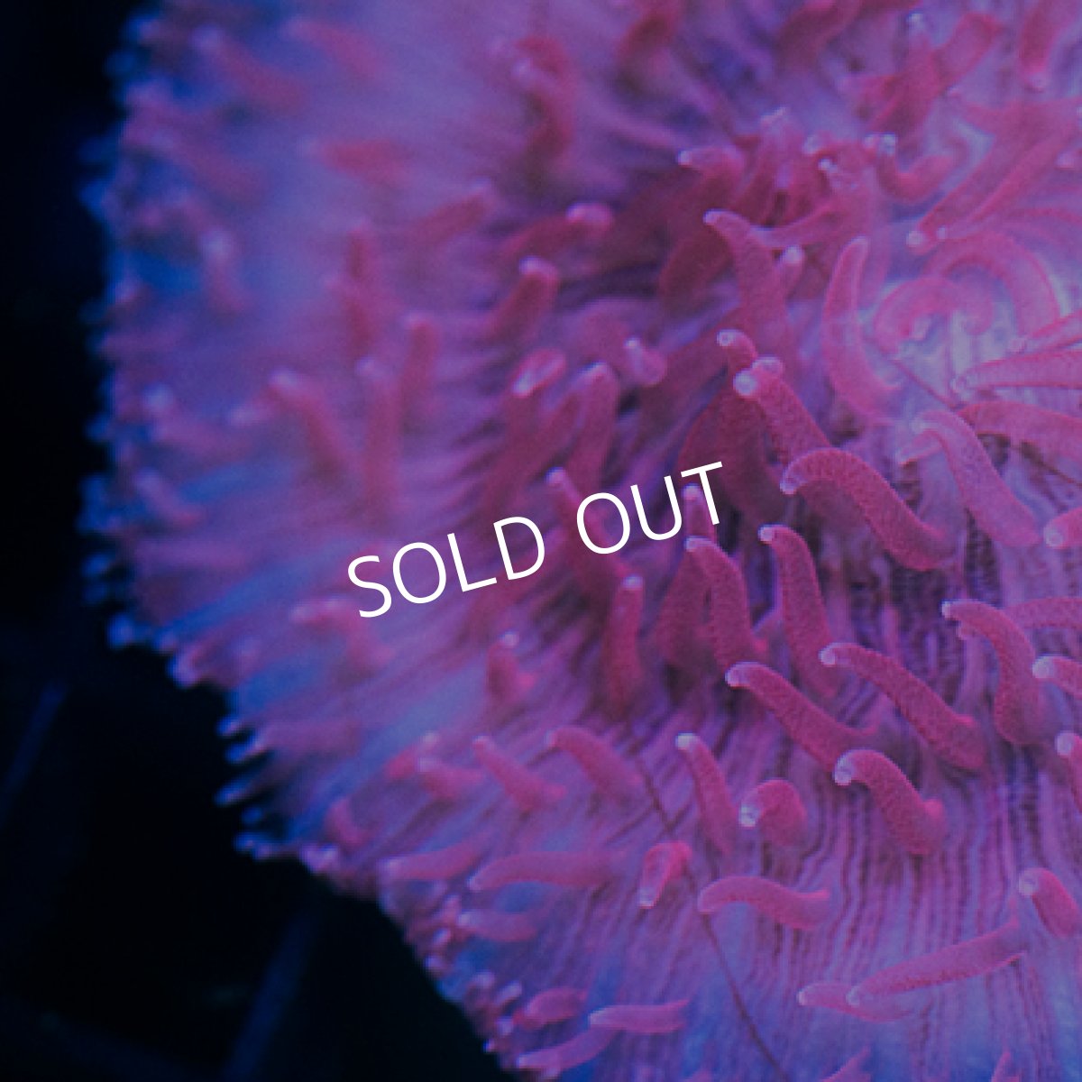 画像2: クサビライシ (2)