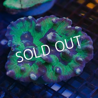 全商品 - 海水魚専門店 ceppo onlinestore (Page 39)