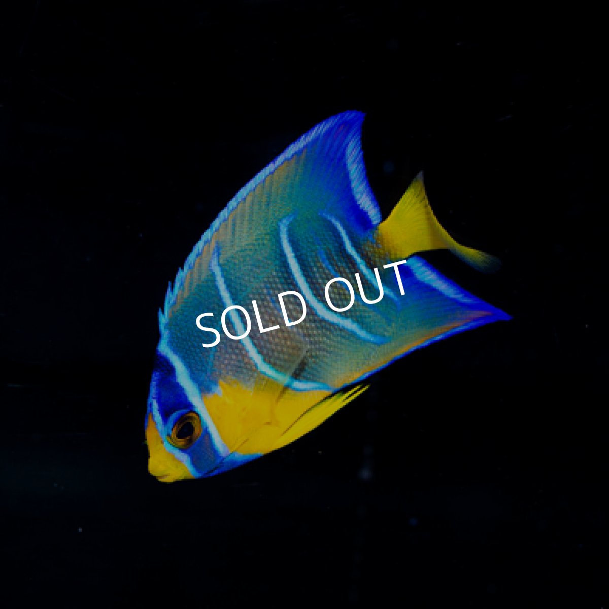 画像2: クイーンエンゼル SM (2)