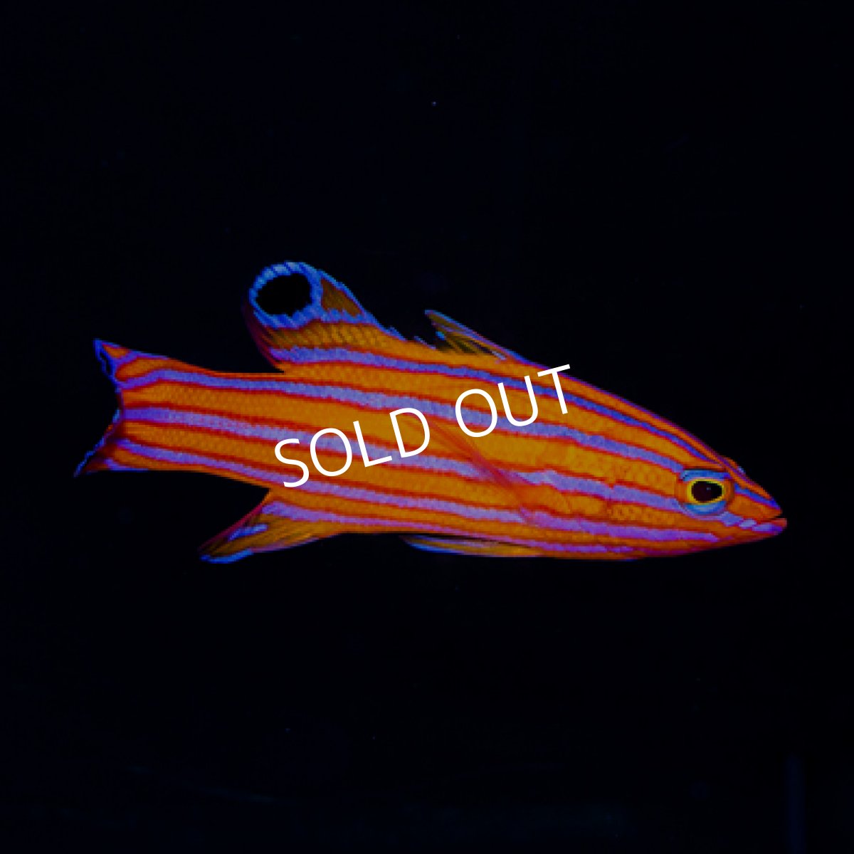 画像3: キャンディバスレット (3)