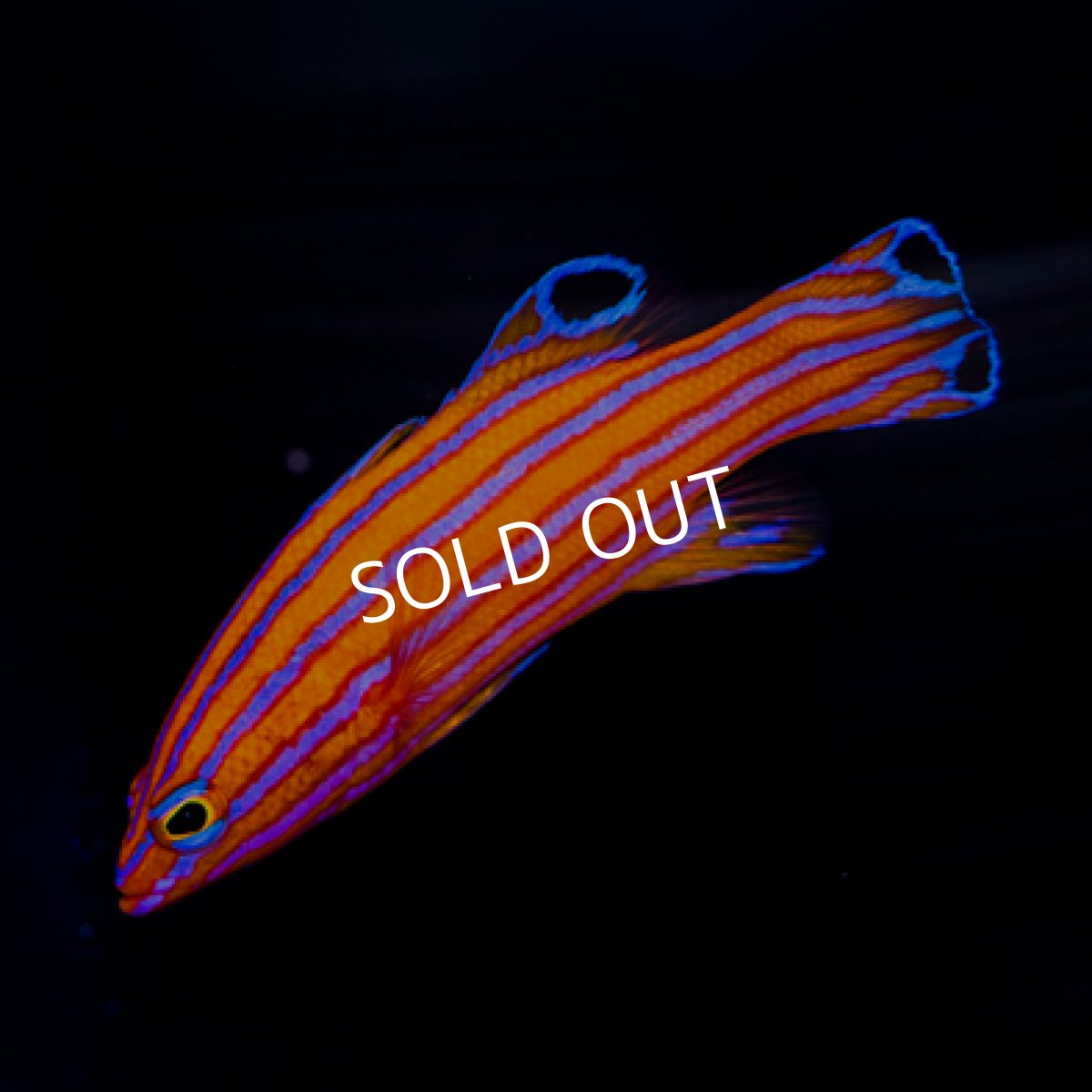 画像2: キャンディバスレット (2)