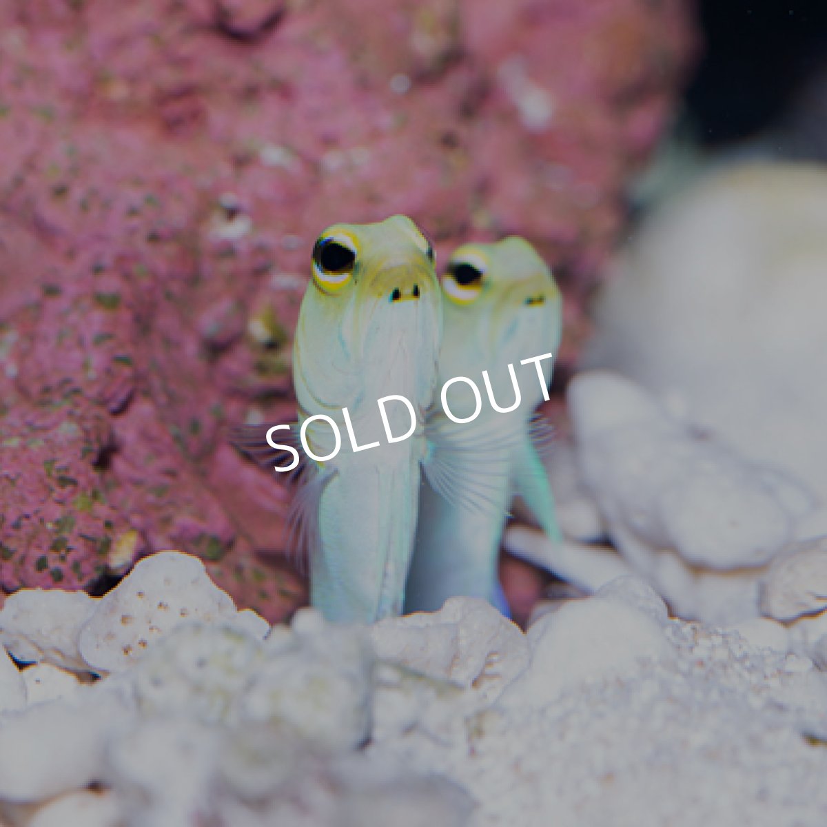 画像2: イエローヘッドジョーフイッシュ パーリー (2)