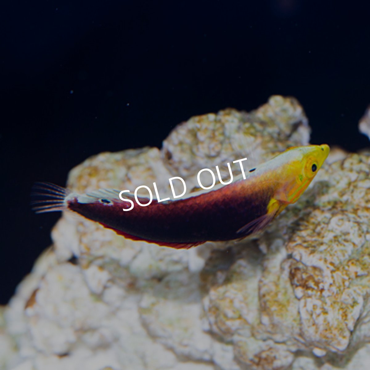 画像2: リーデントラス (2)