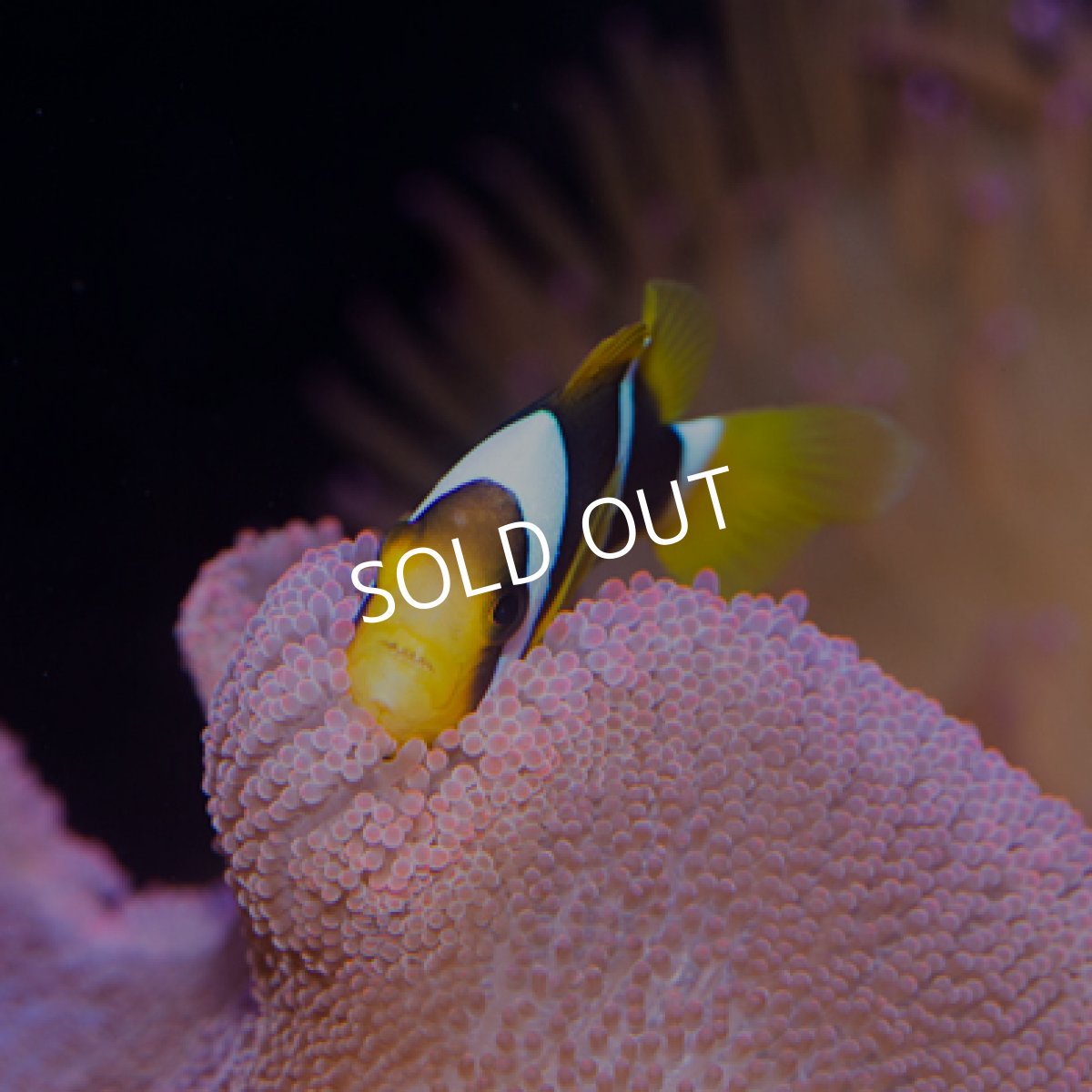 画像2: オレンジフィンアネモネフィッシュ (2)