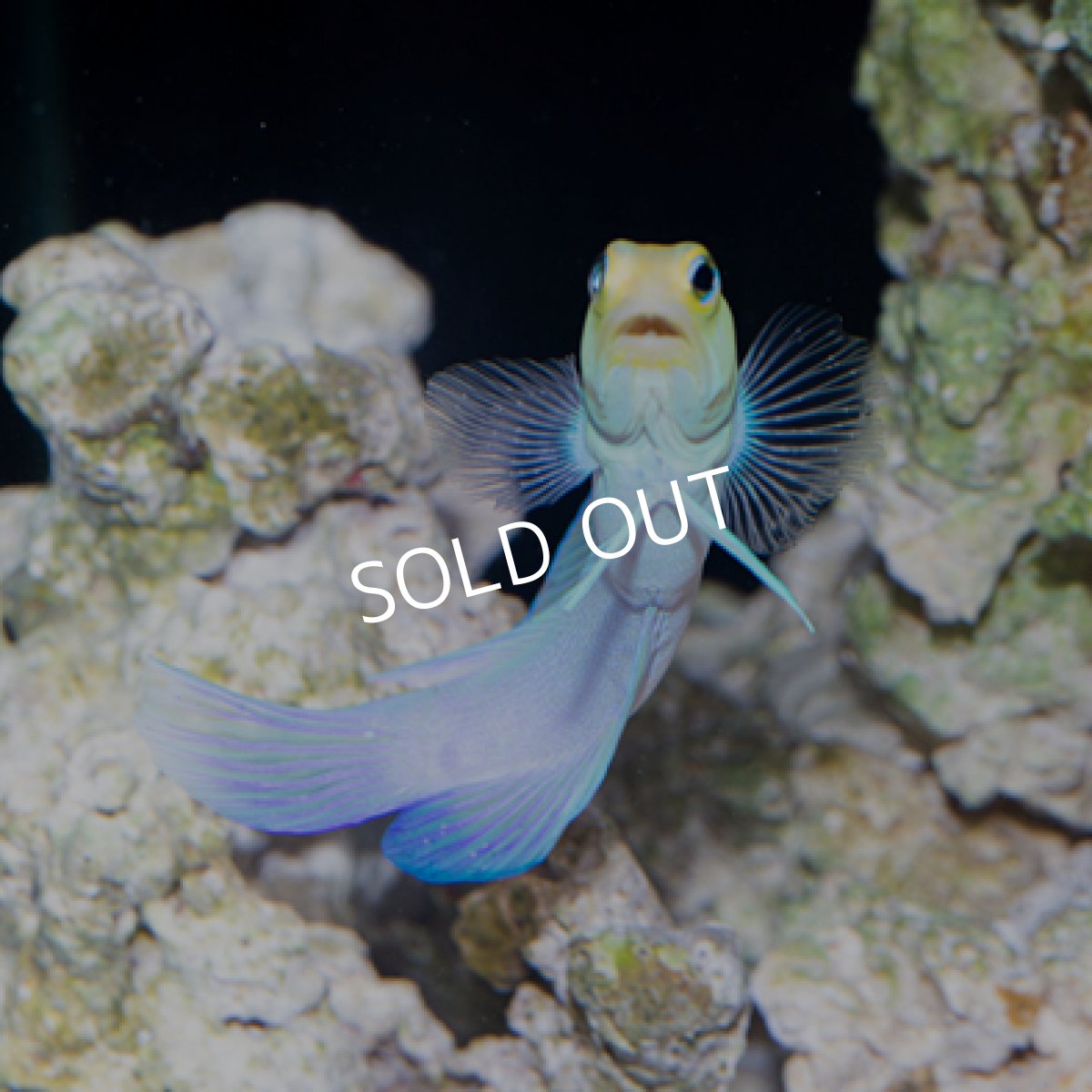 画像2: イエローヘッドジョーフイッシュ (2)