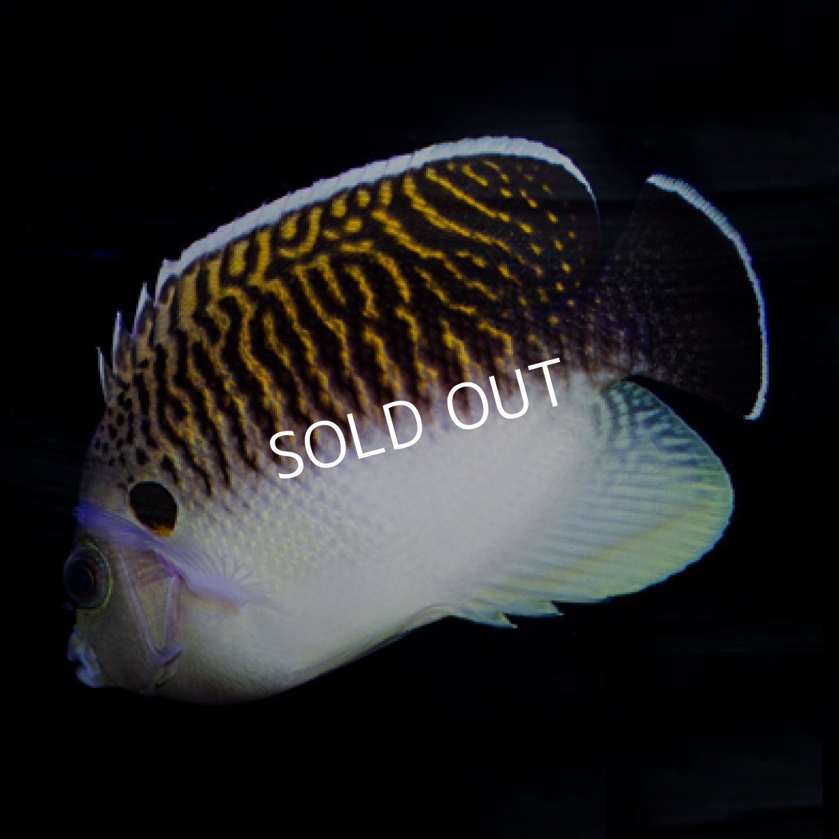 画像5: タイガーエンゼル (5)