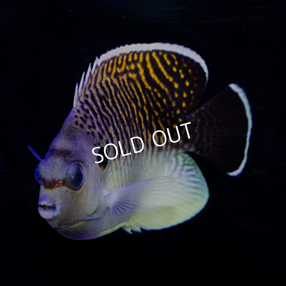 画像4: タイガーエンゼル (4)