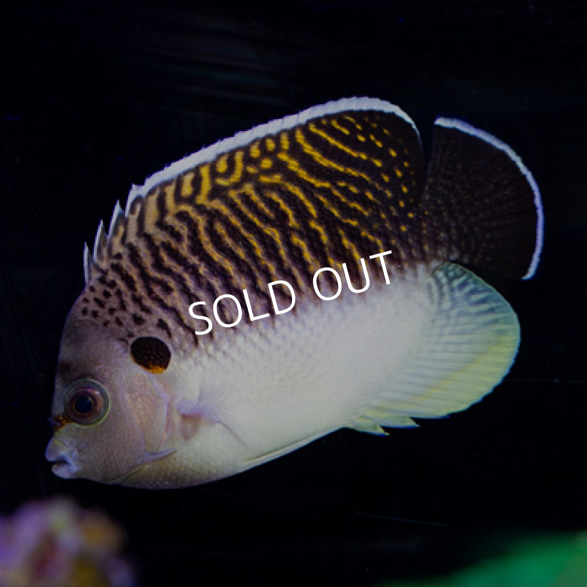 画像3: タイガーエンゼル (3)