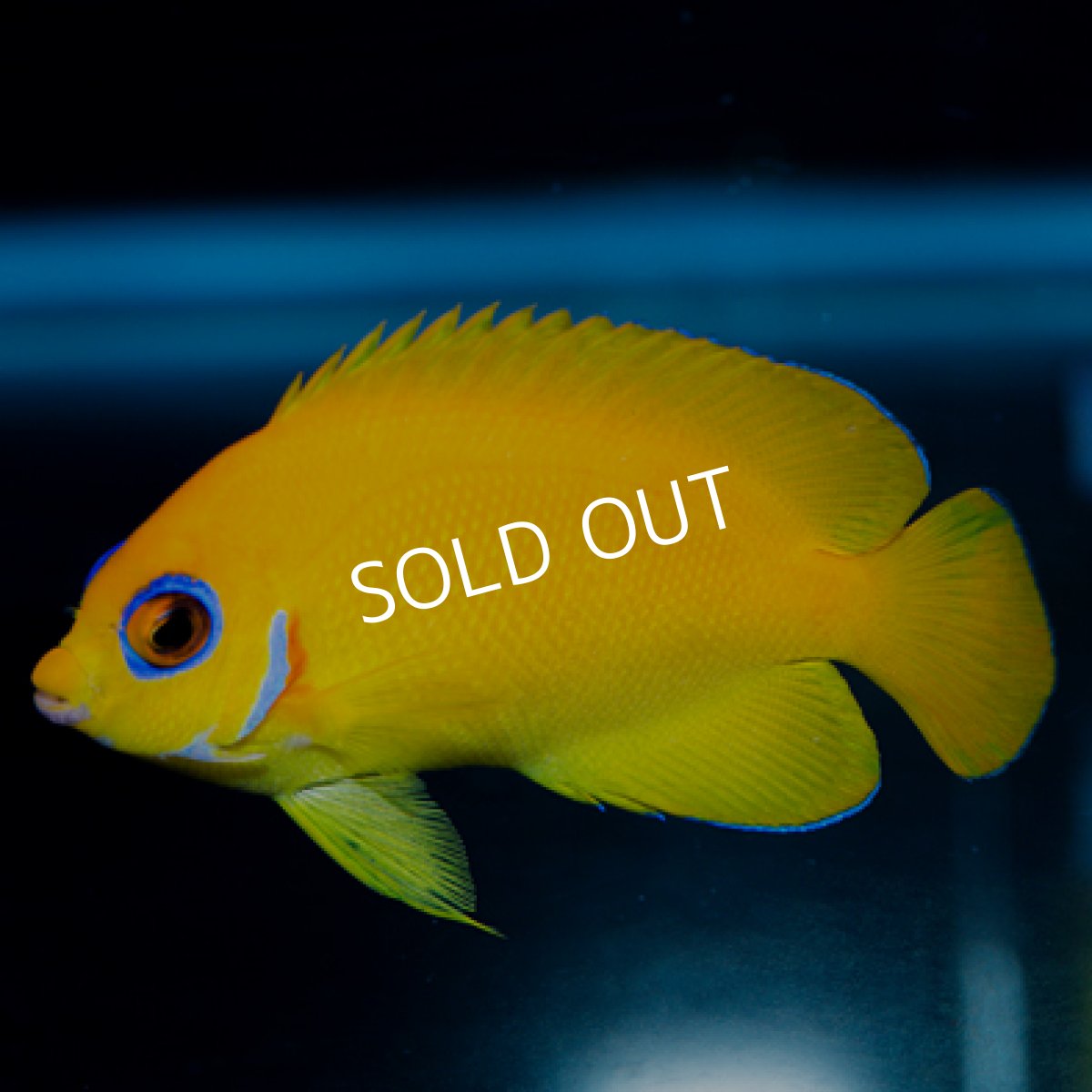 画像2: レモンピールエンゼル フィジー (2)