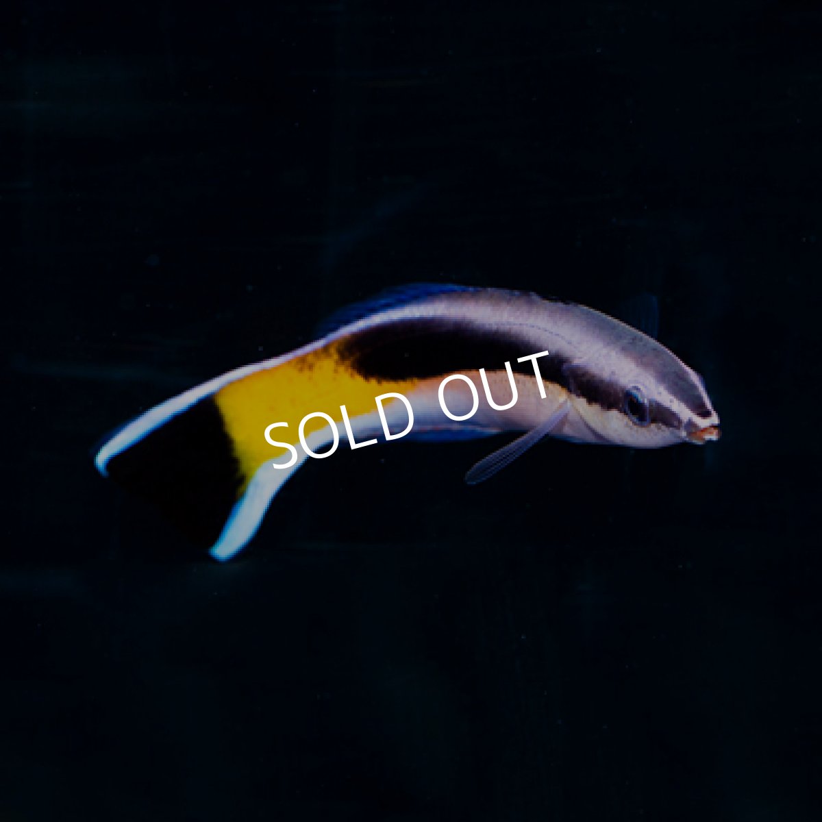 画像2: ホンソメワケベラ フィジー (2)