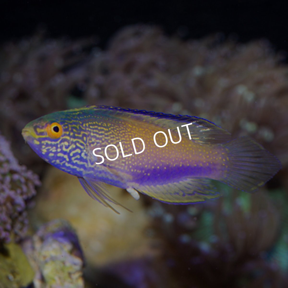 画像3: ローンボイドフェアリーラス　♂ (3)