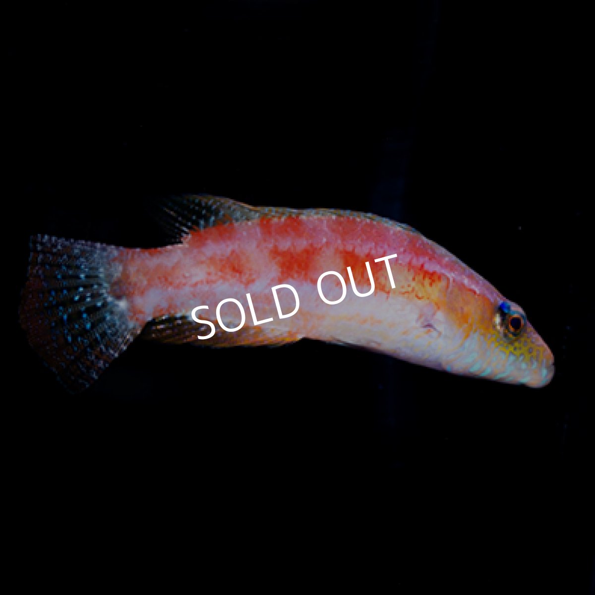 画像2: オリエンタルマオリーラス (2)