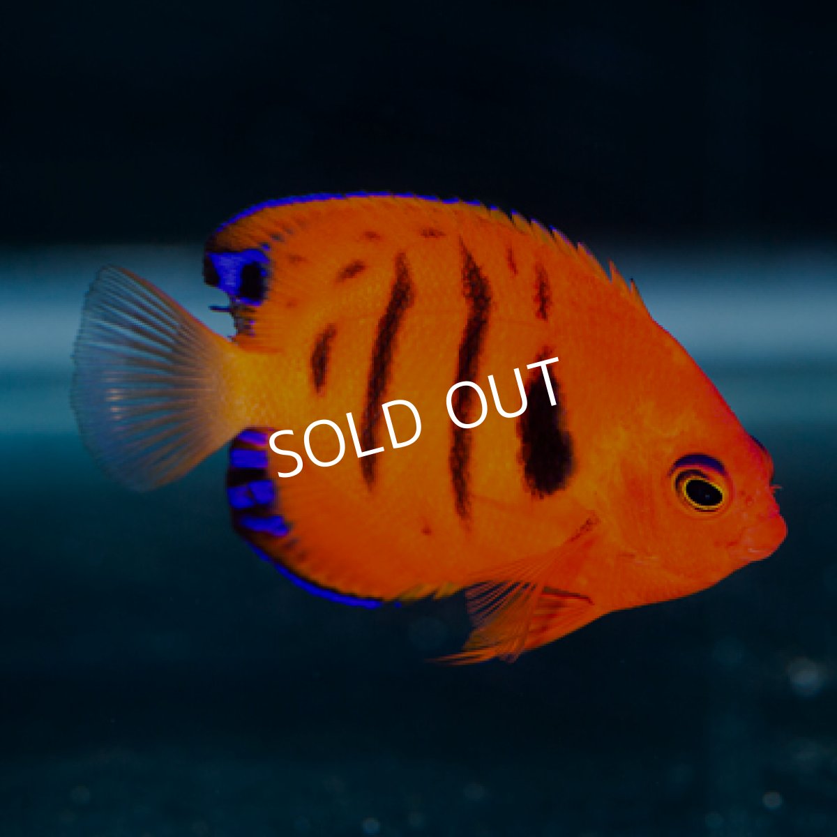 画像2: フレームエンゼル マーシャル No.1 (2)