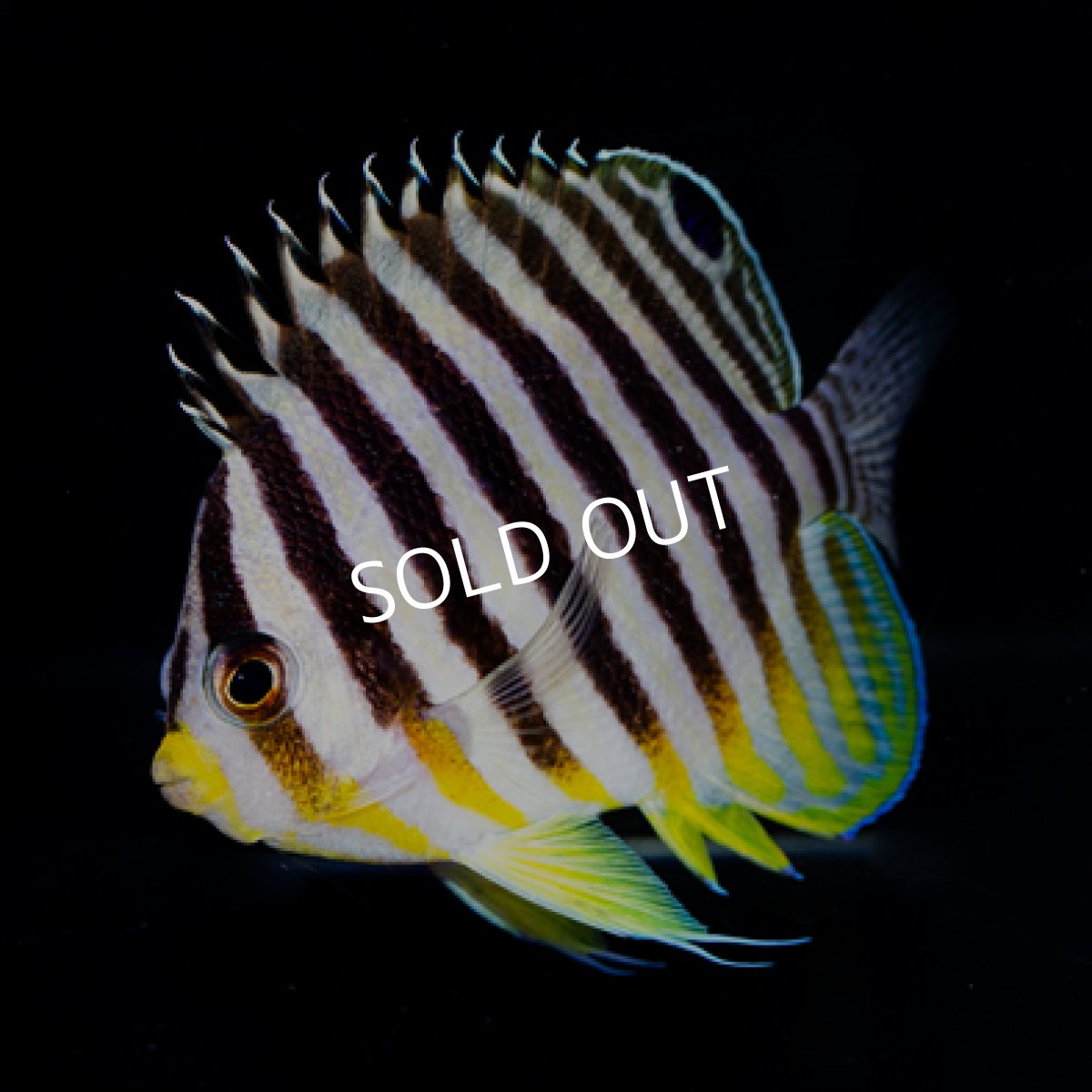 画像2: シマヤッコ　マーシャル (2)