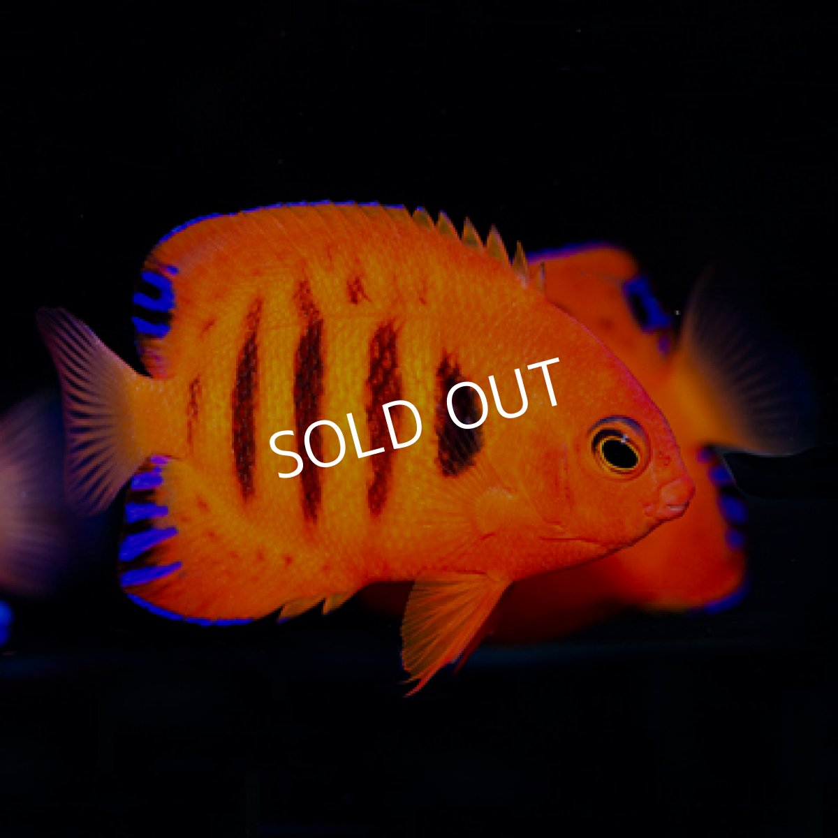 画像2: フレームエンゼル マーシャル No.2 (2)