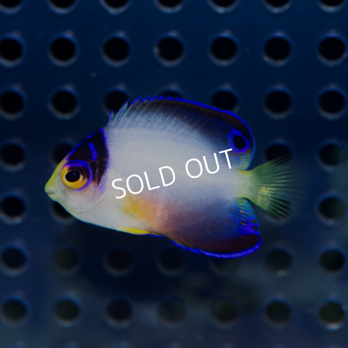 画像2: マルチカラーピグミーエンゼル 幼魚 マーシャル (2)