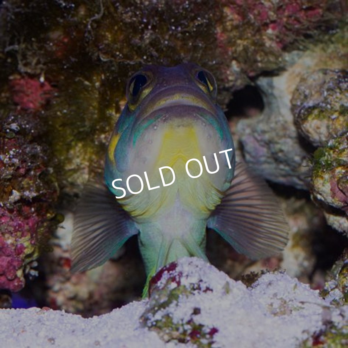 画像3: アゴアマダイ (3)