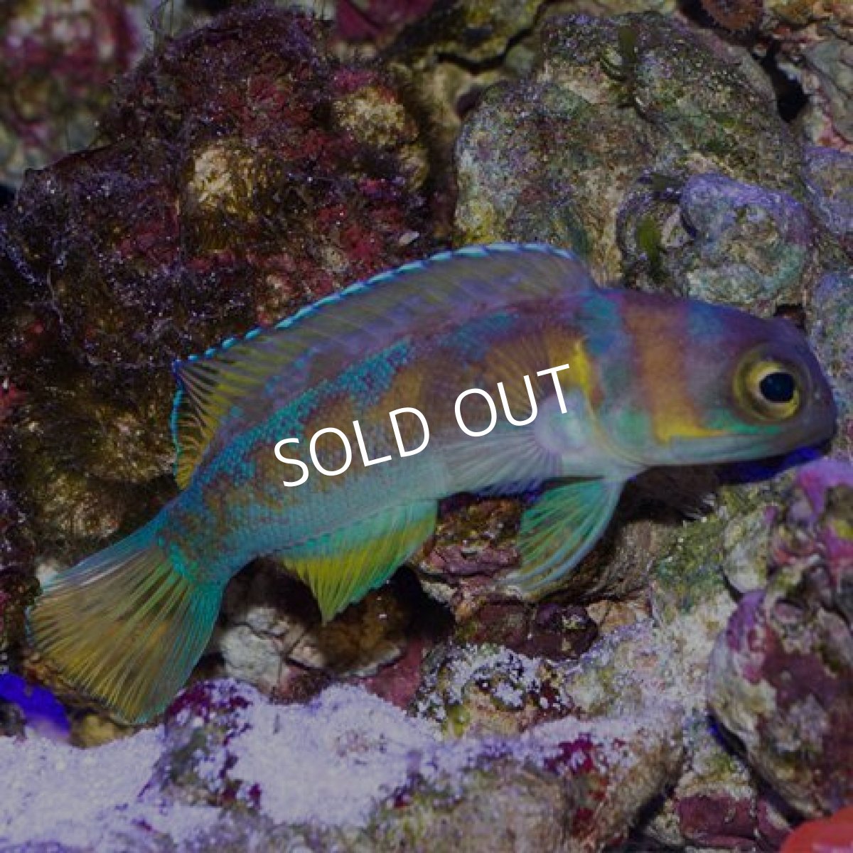 画像2: アゴアマダイ (2)