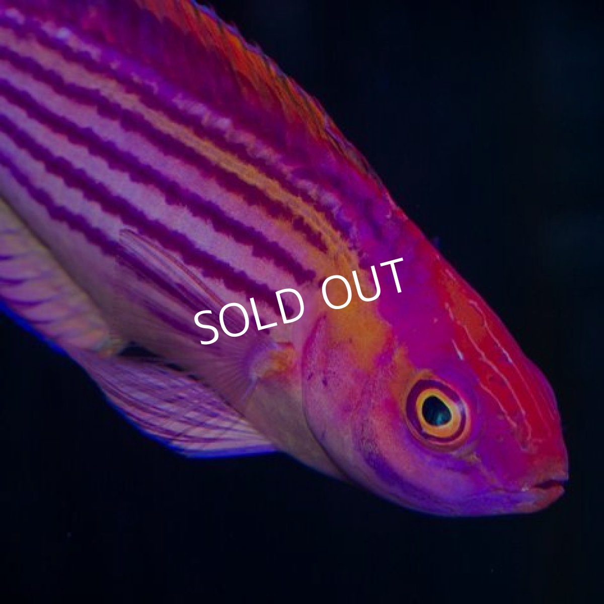 画像3: イヤールズラス マーシャル ペア (3)